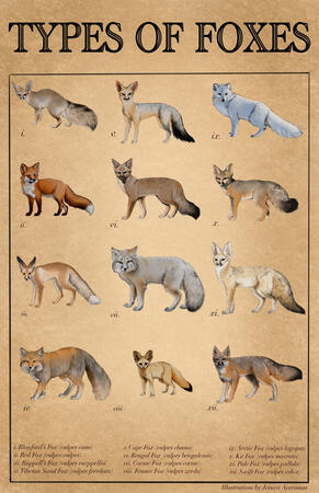 True Fox Species Scientific Illustration Poster Design
