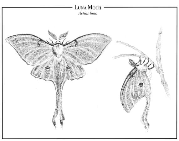 American Moon Moth
